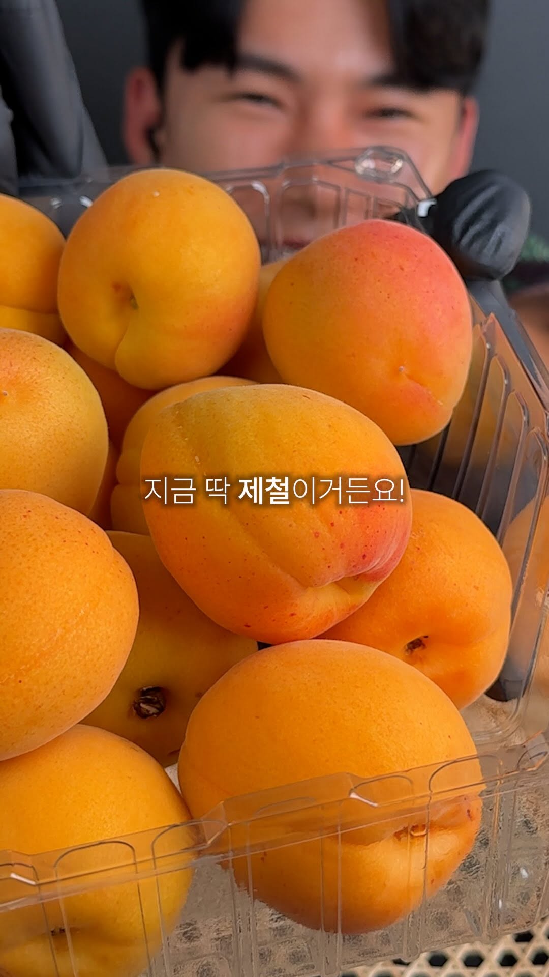 영천 노지 만금종 햇 살구