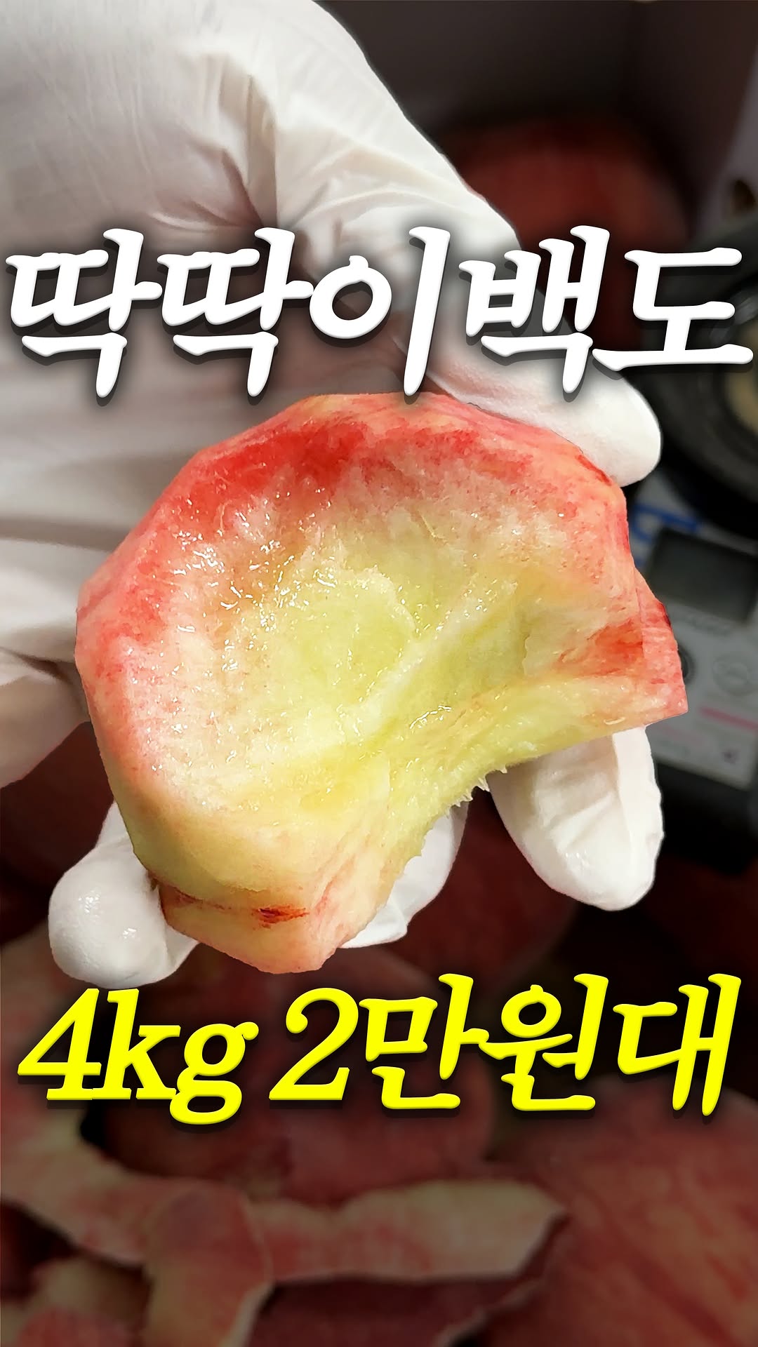 딱딱이 백도