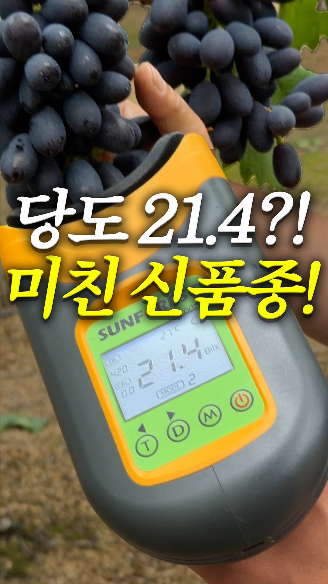 블랙다이아포도 헤이미엔샤